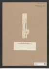 Pleurosigma longum Cleve (de-Toni-Nr.: Genus 13, Species 1044) Zeichnungen Sammlung Grunow Nr. 1877 (NHMW-BOT-W0368988)